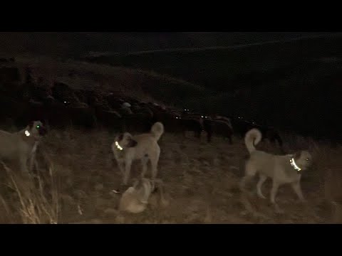 ATLARI YİYEN KURTLAR BİZİM SÜRÜNÜN PEŞİNDE