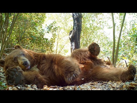 Wilford The Bear Makes A Bed And Takes A Nap In The Angeles