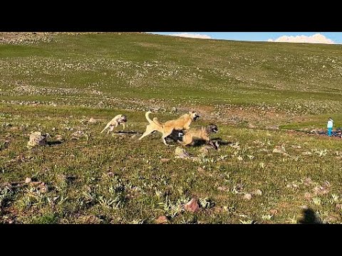 KÖPEKLERİN GAZABINDAN KURTULMADI