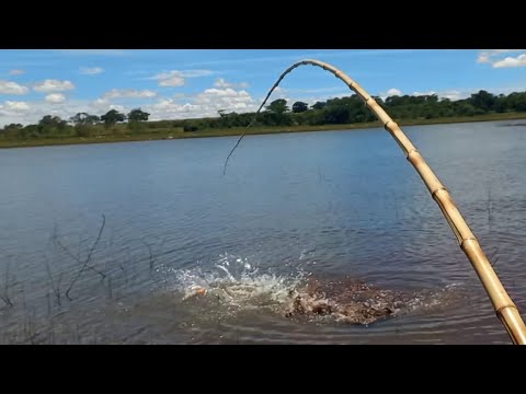 Não dá pra acreditar fiquei tremendo muito um monstro desse