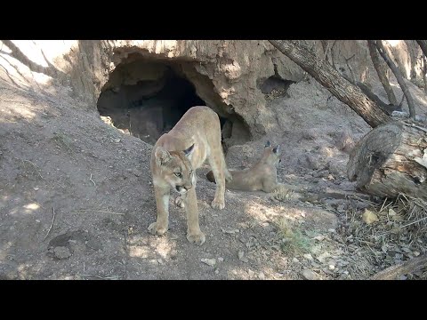 "FACE TO FACE" ENCOUNTER with a MOUNTAIN LION