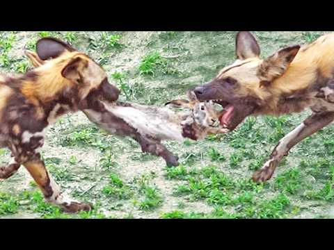 Wild Dogs Tear Bunny in Half