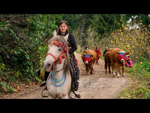 Geleneksel Kızılağaç Göçü - Süslü İnekler Belgesel Film