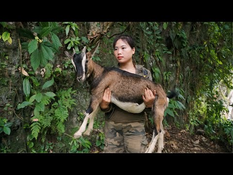 rescue wild goats from deep pits, set traps for wild boars,