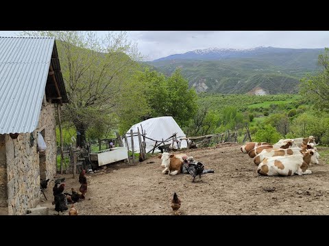 Gerçek Sevgi Bu: Hayvanlarıma Sırtımı Dayadım, Mutluluğu