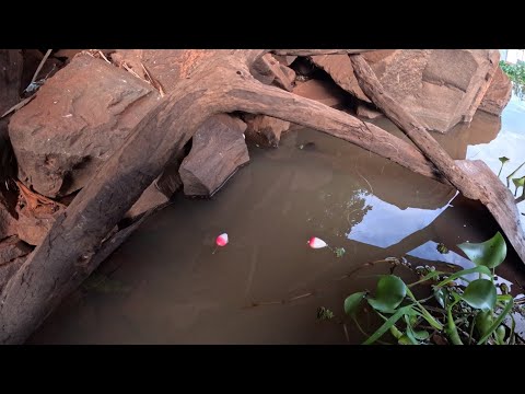 Pescaria Raiz no Rio turvo de repente os maiores encostaram