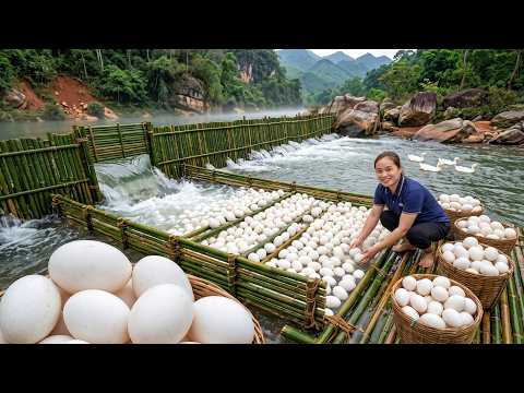 Harvesting Giant Eggs Thousands Of Freshly Collected Duck