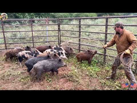Widespread Feral Hog Infestation Prompts Texas Farmers to