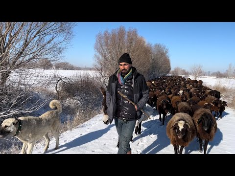 KAR HER TARAFI KAPATTI-BİR KIŞ GÜNÜ KOYUN OTARMAK