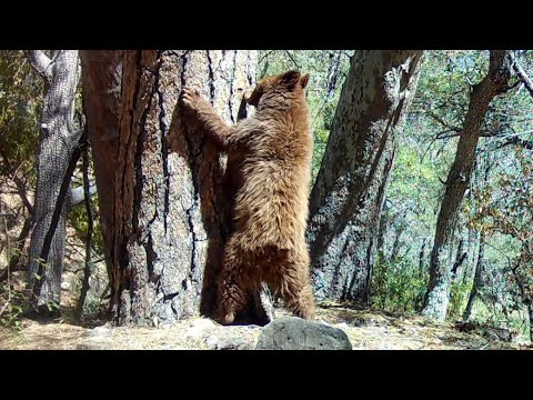 Southern Arizona "Black Bears"