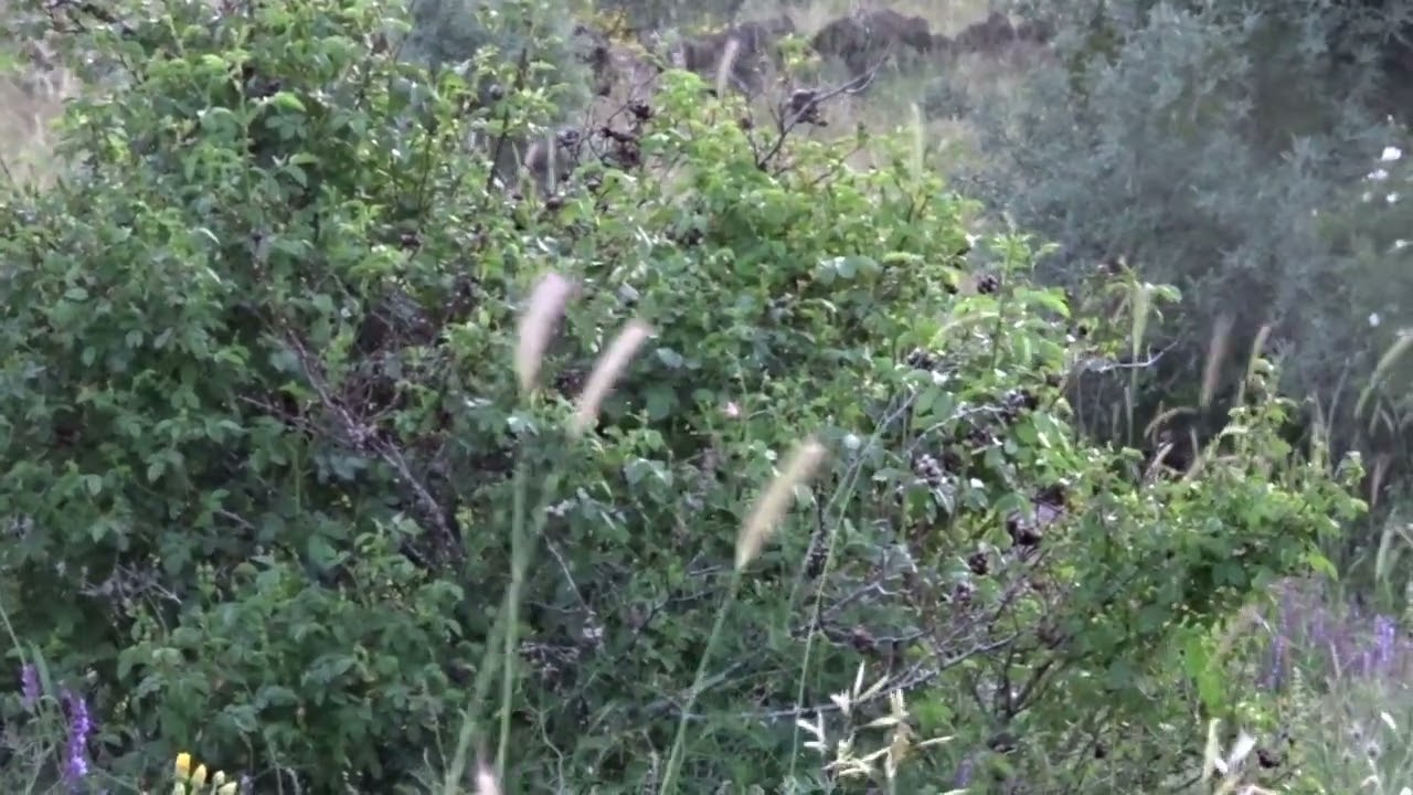 Keklik Avı (Bağlı) - الحجل طائر - куропатка - partridge
