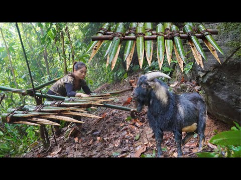 wild goat traces, traps to catch, survival skills, survival