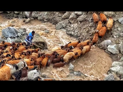 BİR ANLIK HATA YÜZLERCE KOYUNUN ÖLÜMÜNE YOL AÇABİLİR, KARLI