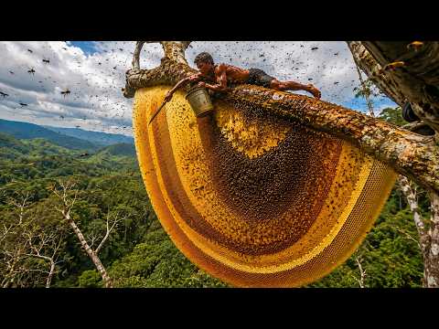 Impossible Wild Honey Hunt Only the Bravest Dare Harvest