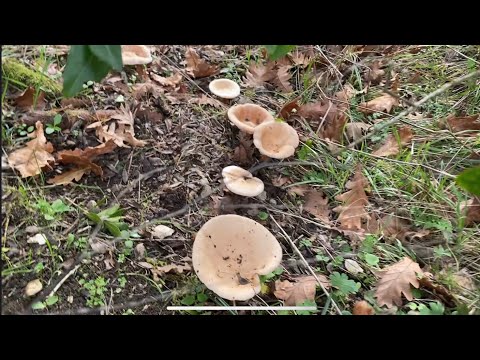 Mantar Günlükleri 1: Malgadın Mantarı (Clitocybe geotropa),