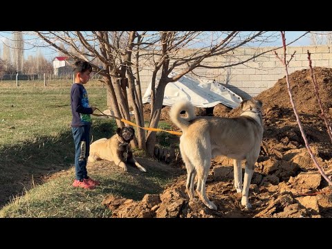KUZULAR KÜPELENDİ-KÖPEKLERİ GEZDİRİYORUZ