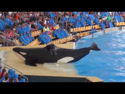 KATİL BALİNA,KİLLER WHALE(ORCA) SHOW, SeaWorld Katil