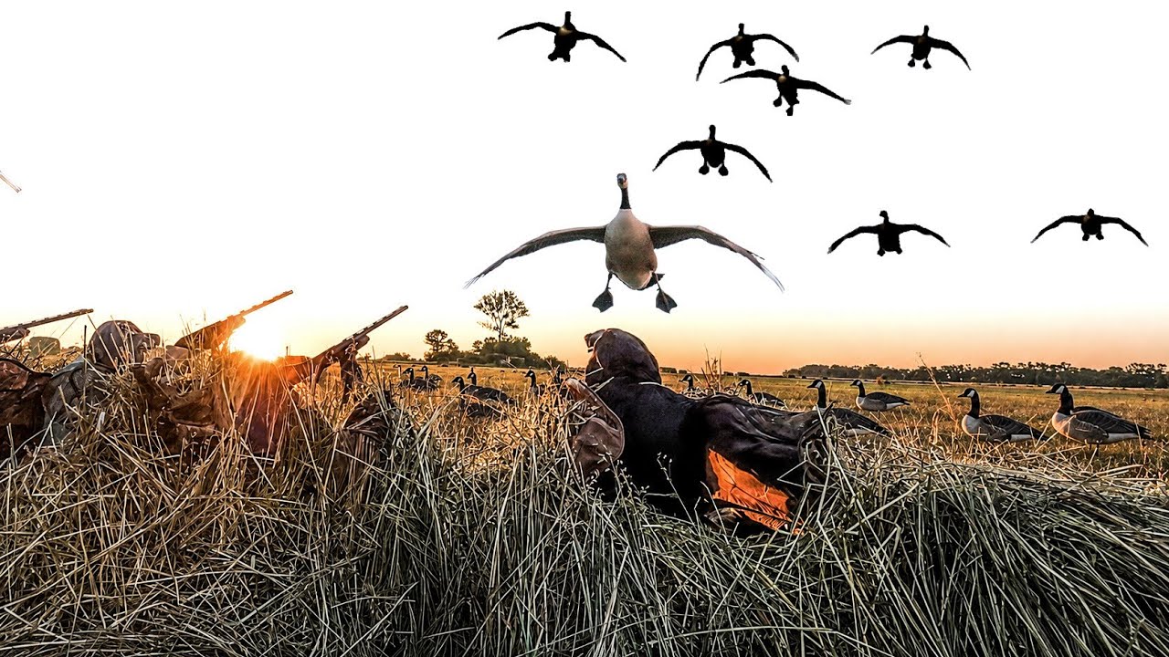 OPENING 2 DAYS AUGUST GOOSE HUNTING 2026