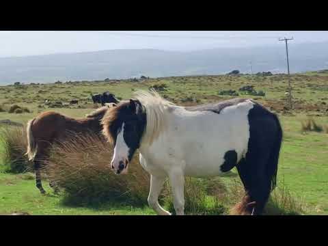 15 September, left of Megan's herd, now called Harmony