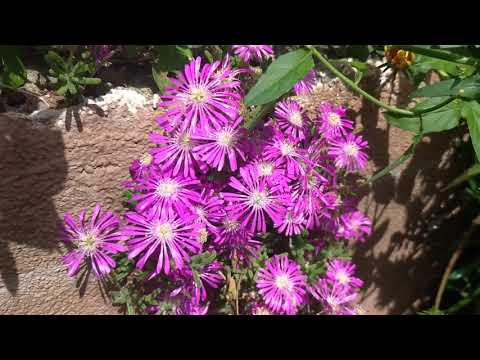Acem Halısı, Buzçiçeği, Lampranthus, Kaz ayağı | Bahçemdeki