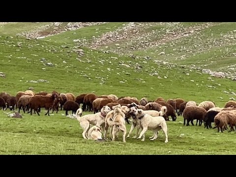 5’İ BİRDEN BİR KÖPEĞE SALDIRDI - SİNEK YAYLARINDAYIZ (8