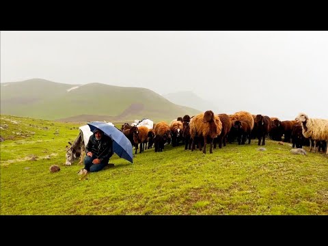 YAĞMURLAR GÖZ AÇTIRMIYOR-KÖPEKLER RAHAT DURMUYOR (10 gün)