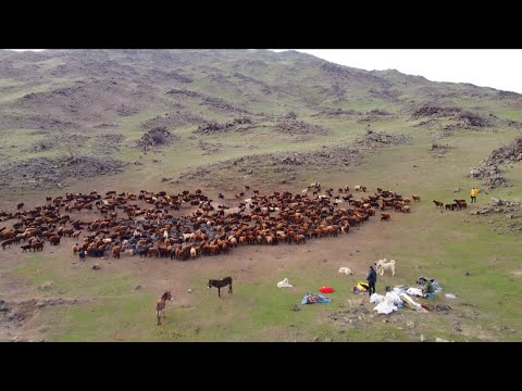 DAĞDA İLK GECEMİZDE KURT SALDIRDI