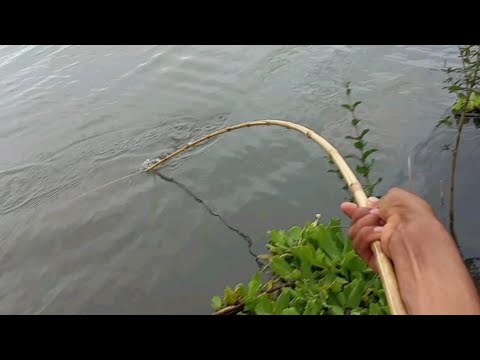 Pescaria Raiz de tucunaré e porquinho gigante no Rio Turvo