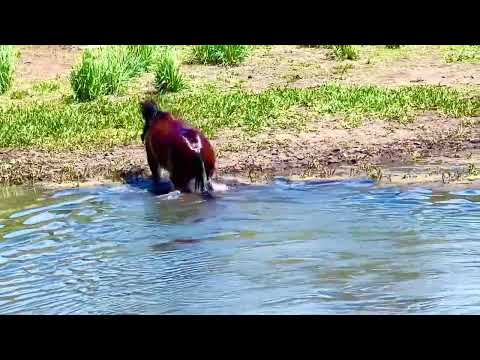 Beautiful Dahlia swims across the pond