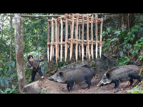 Wild boar raids shelter at midnight, survives the night,