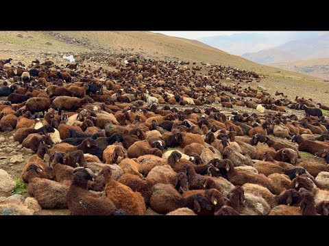 SÜRÜ İÇİN ZOR ZAMANLAR-YAŞAM MÜCADELSİ