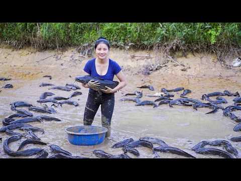 Harvesting 100+ Giant Catfish Trapped in Mud Selling at