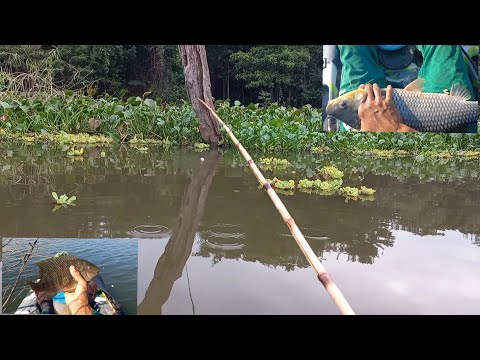 Tilapia selvagen piauçu Oscar e tucunare veja o gigante que
