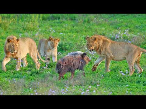 Cornered Bushpig Tries Fighting 5 Lions