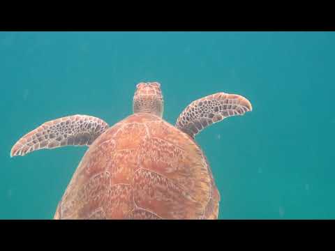 Turtle at Boca Catalina, one of 10