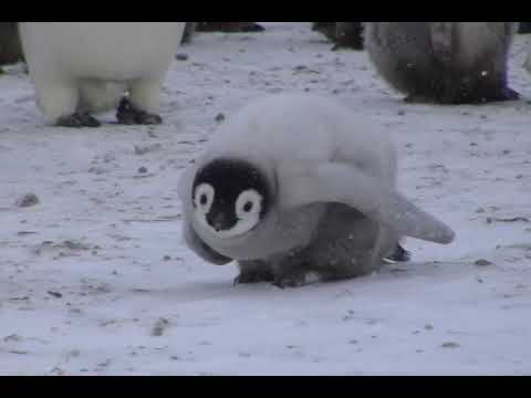 落ちてくる雪片を捕まえようとするエンペラーペンギンのヒ