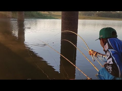 Pescaria de curimba e piau na ceva Ao amanhecer o cardume