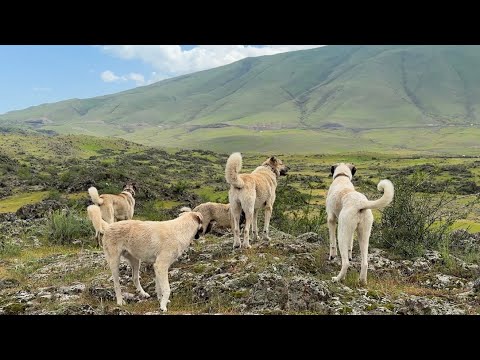 KÖPEKLER KURTLARIN PEŞİNDE- YAĞMURLU HAVA