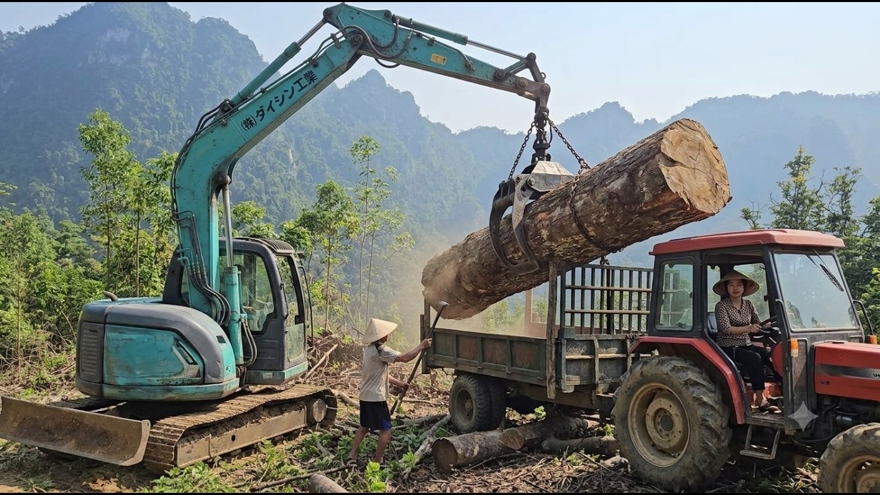 An excavator lifts very large logs onto a tractor-trailer