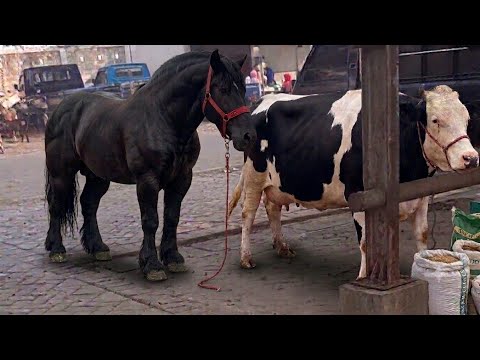 Bull and cavalo | Ваговози.Жеребець на ПарКоніовку.Привезли