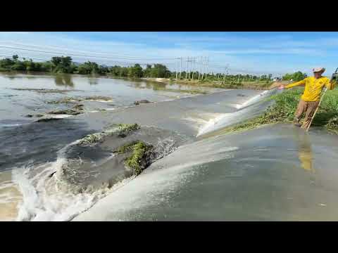 Remove floating plants that clog the main dam
