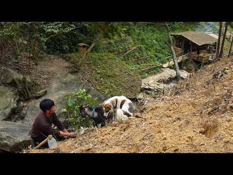 Growing Fruit Trees, Corn, and Cassava in a Bushcraft Farm
