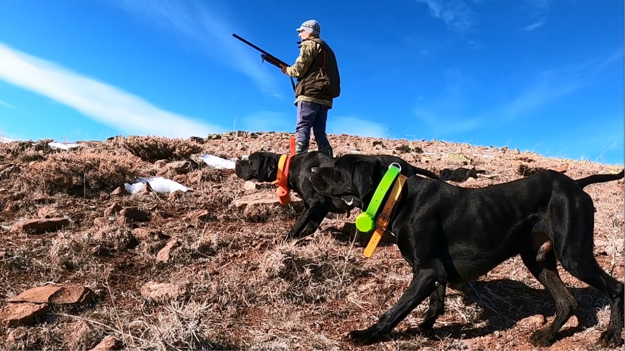 Karlı zirvelerde av köpekleri ile keklik ve tavşan avı