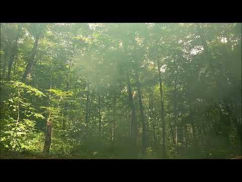 5 pounds of tannerite vs 500 pound log