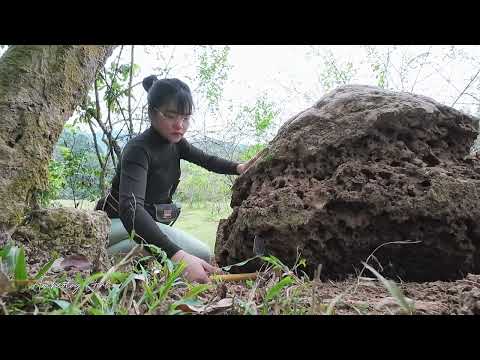 My dog helped me discover something unbelievable under the