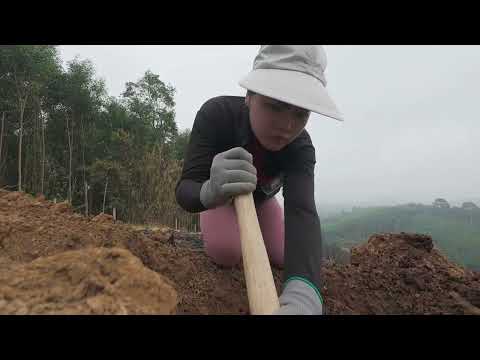 A million dollar treasure lost inside a termite nest will