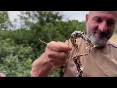 SAĞANAK YAĞMURDA KAMPTA ÖLÜ YILAN BULDUK