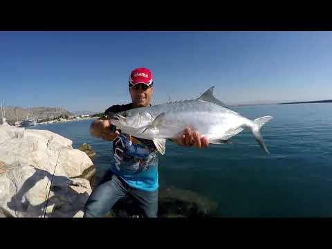 Canlı Yemle Yakala Bırak Liça Akya Avı Leerfish On Live