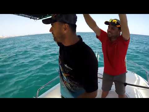 Silikon Kalamarla Kuzu Avı Amberjack Fishing With Soft