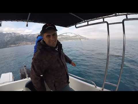 Canlı Yemle Dev Kuzu Avı Giant Amberjack Fishing ÇEKİLİŞ
